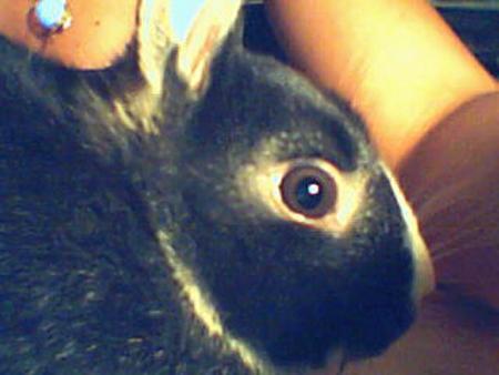 mon lapin